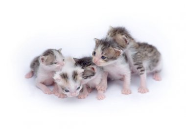 Beyaz arka plan üzerinde oynayan sevimli yavru kedi