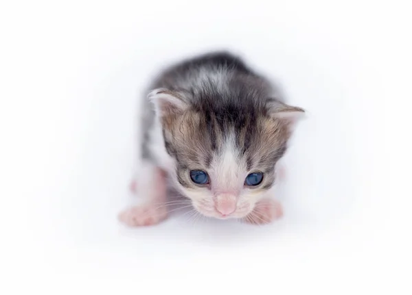 Lindo gatito aislado en blanco . — Foto de Stock