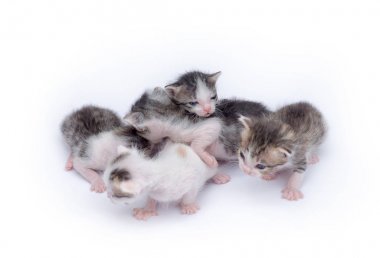 Beyaz arka plan üzerinde oynayan sevimli yavru kedi