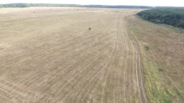 Çimen yatay hava görüntülerini çalıştı mowed ve hasat çiftçi tarafından kullanılan tüm çim ve kış kullanım için kurutma. Rusya, Stavropol.