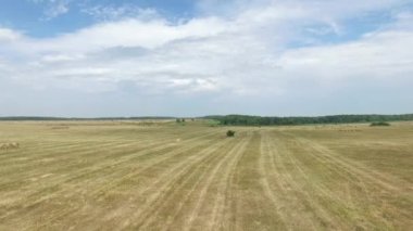 Çimen yatay hava görüntülerini çalıştı mowed ve hasat çiftçi tarafından kullanılan tüm çim ve kış kullanım için kurutma. Rusya, Stavropol.