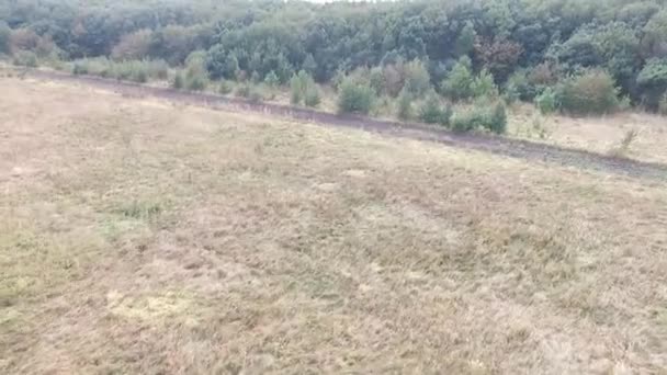 Flyfoto av gresslandskap utført av bonden klippet og høstet alt gresset brukte det og tørket det til vinterbruk. Russland, Stavropol . – stockvideo