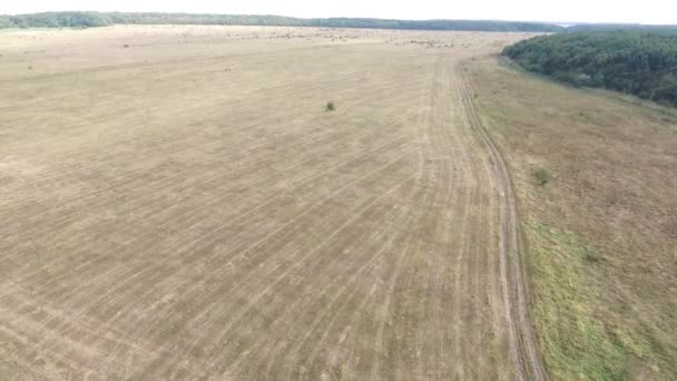Luchtfoto beelden van gras landschap werkte door boer gemaaid en geoogst alle het gras gebruikt het en drogen voor gebruik wintertijd. Rusland, Stavropol. — Stockvideo