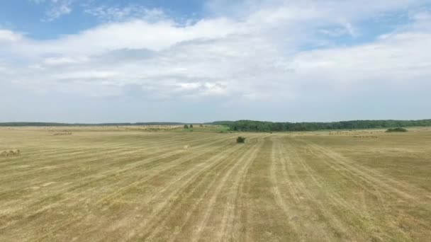 Luchtfoto beelden van gras landschap werkte door boer gemaaid en geoogst alle het gras gebruikt het en drogen voor gebruik wintertijd. Rusland, Stavropol. — Stockvideo