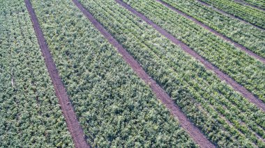 domates çalılar ve Günbatımı ile yeşil tarım alanı 