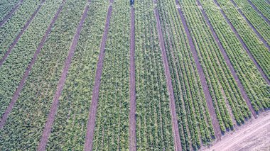 domates çalılar ve Günbatımı ile yeşil tarım alanı 