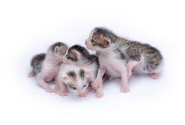 Beyaz arka plan üzerinde oynayan sevimli yavru kedi