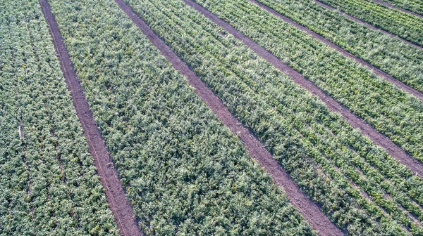 domates çalılar ve Günbatımı ile yeşil tarım alanı 