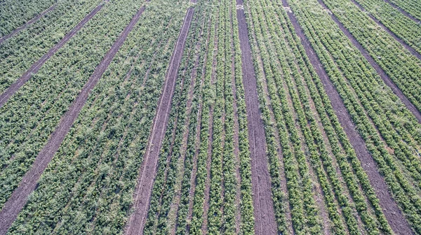 Campo de agricultura verde com arbustos de tomates e pôr do sol — Fotografia de Stock