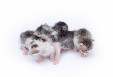 Beyaz arka plan üzerinde oynayan sevimli yavru kedi