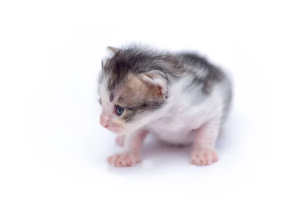 Gatinho pequeno bonito isolado no branco . — Fotografia de Stock