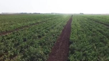 Nasıl sahada sebze yetiştiriyor. Domates, kabak, salatalık, patlıcan, patates büyümek alanları. Agronomik tarım