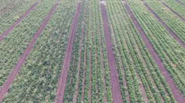 Nasıl sahada sebze yetiştiriyor. Domates, kabak, salatalık, patlıcan, patates büyümek alanları. Agronomik tarım
