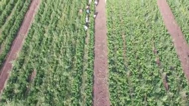 Nasıl sahada sebze yetiştiriyor. Domates, kabak, salatalık, patlıcan, patates büyümek alanları. Agronomik tarım