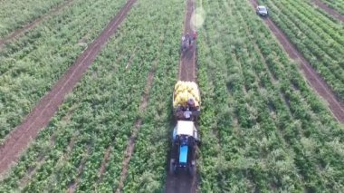 Nasıl sahada sebze yetiştiriyor. Domates, kabak, salatalık, patlıcan, patates büyümek alanları. Agronomik tarım