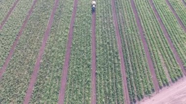 Nasıl sahada sebze yetiştiriyor. Domates, kabak, salatalık, patlıcan, patates büyümek alanları. Agronomik tarım