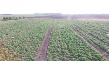 Nasıl sahada sebze yetiştiriyor. Domates, kabak, salatalık, patlıcan, patates büyümek alanları. Agronomik tarım