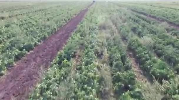 Wie Gemüse auf dem Feld wächst. Tomaten, Zucchini, Gurken, Auberginen, Kartoffeln wachsen auf den Feldern. agronomische Landwirtschaft — Stockvideo