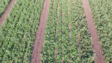 domates çalılar ve Günbatımı ile yeşil tarım alanı