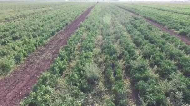 Campo de agricultura verde con arbustos de tomates y puesta de sol — Vídeo de stock