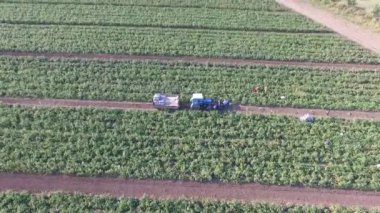 domates çalılar ve Günbatımı ile yeşil tarım alanı