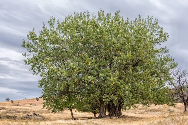 En stor gammal poppel med en imponerande stam — Stockfoto