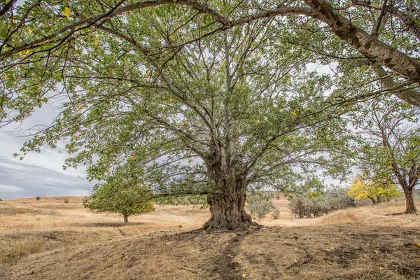 Etkileyici bir gövde ile büyük bir eski kavak ağacı — Stok fotoğraf