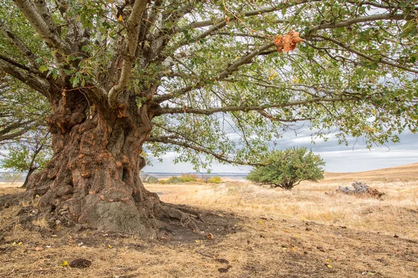 Een grote oude boom van de populier met een indrukwekkende kofferbak — Stockfoto