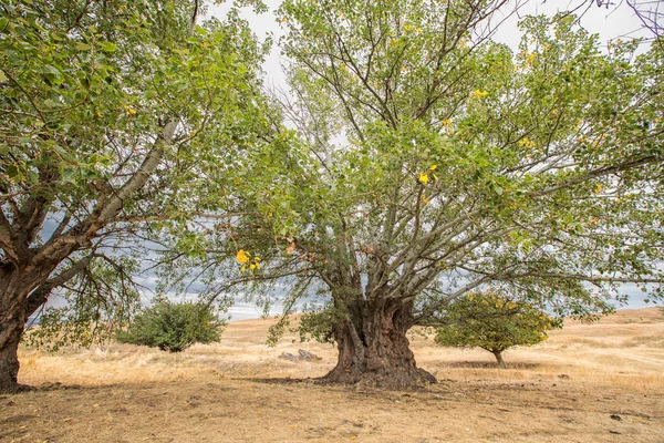 Een grote oude boom van de populier met een indrukwekkende kofferbak — Stockfoto