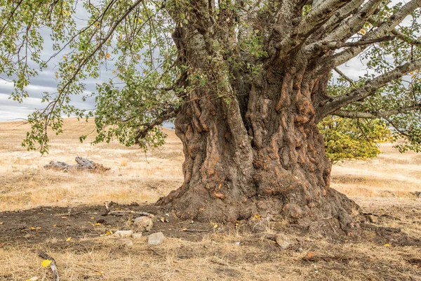 Duże stare drzewo topoli z imponującą tułowia — Zdjęcie stockowe