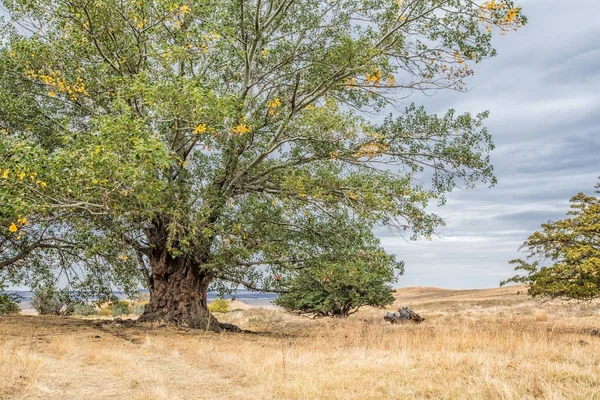 Um grande álamo velho com um tronco impressionante — Fotografia de Stock