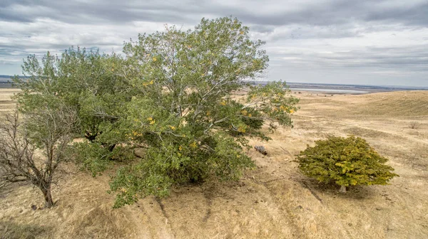 Etkileyici bir gövde ile büyük bir eski kavak ağacı — Stok fotoğraf