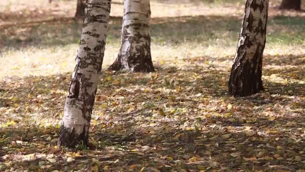 Hojas coloridas en el otoño en el parque — Vídeo de stock