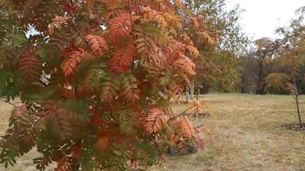 Hojas coloridas en el otoño en el parque — Vídeos de Stock