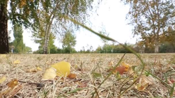 Hojas coloridas en el otoño en el parque — Vídeo de stock