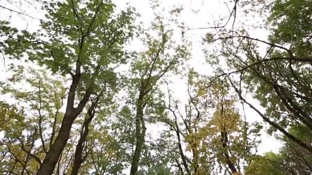 Kleurrijke bladeren in de herfst in het park — Stockvideo