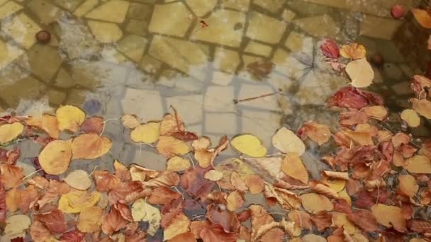 Цветные листья осенью в парке — стоковое видео