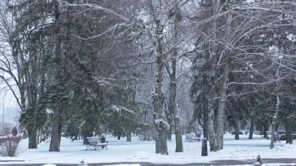 Bela paisagem de inverno com árvores cobertas de neve — Vídeo de Stock