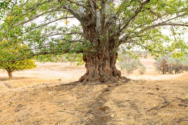 Een grote oude boom van de populier met een indrukwekkende kofferbak — Stockfoto