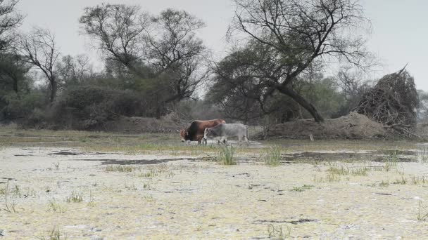 Wilde kühe im schönen see im keolado nationalpark, indien — Stockvideo