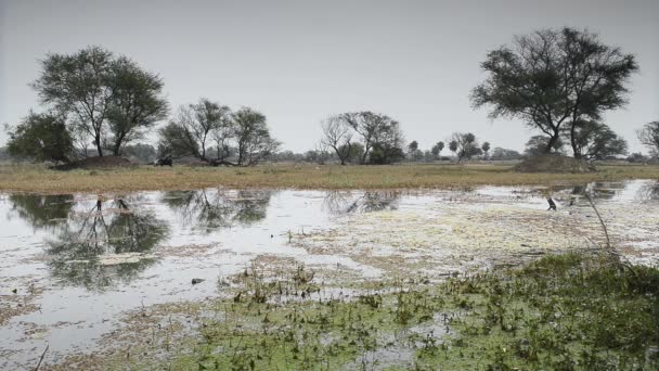 Belo lago no Parque Nacional Keolado, Índia — Vídeo de Stock