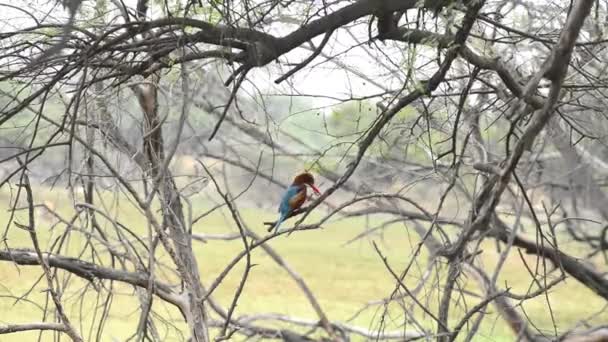 Beyaz boğazlı Kingfisher bekleyen balık Keolado Milli Parkı, Hindistan — Stok video