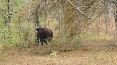 genç erkek gülbay veya kış güneşli bir günde ormandaki ağaçlar arasında duran Hint bizon