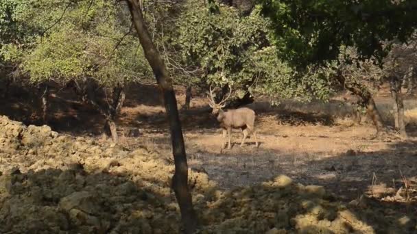 Sambar herten in forest National Park, India — Stockvideo