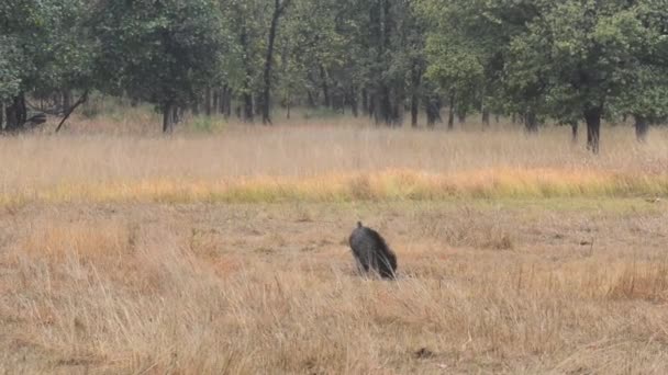 Индийский кабан в лесу в Национальном парке Индии — стоковое видео
