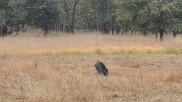 Sanglier indien dans la forêt dans le parc national en Inde 