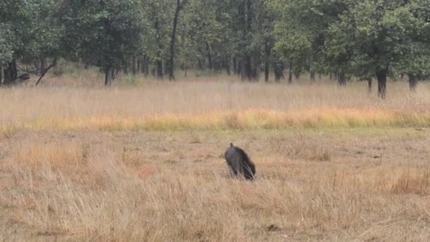 Az erdő nemzeti parkban, India indiai vaddisznó — Stock videók