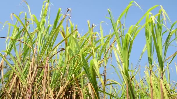 Sugarcane field, India, southeast, Asia. — Stock Video