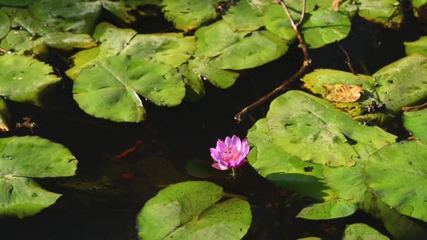 Vackra grupp av lotus med levande rosa i träsket — Stockvideo