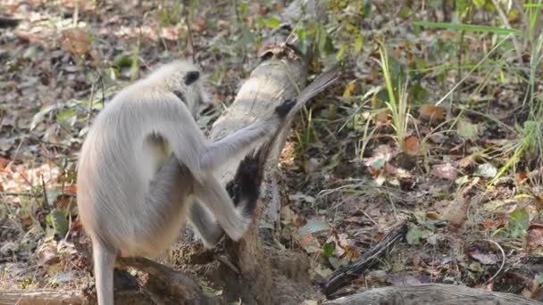 灰色叶猴也被称为哈努曼叶猴在印度国家公园 — 图库视频影像